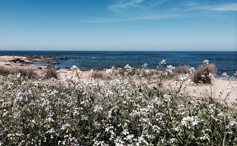 Primavera en Punta del Este: mariscos, vinos y una costa más tranquila antes del verano